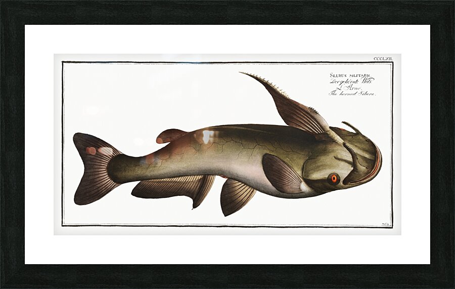 Horned Silure Silurus militaris Picture Frame print