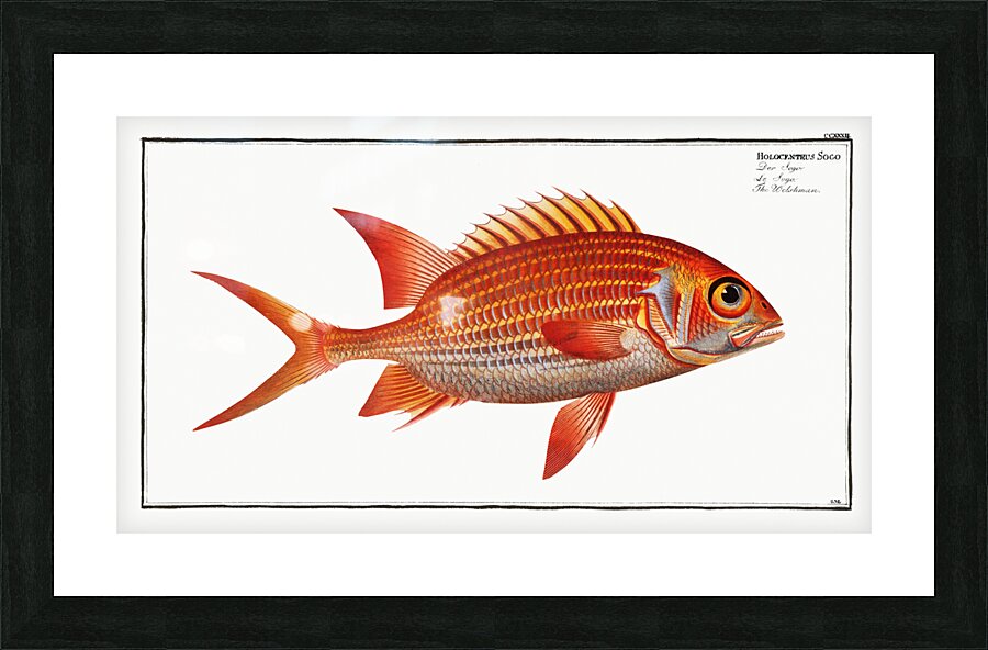 Welshman Holocentrus Sogo Picture Frame print