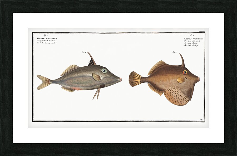 1. Little Old-Wife Balistes Tomentosus 2. Short-nosed tripod fish Balistes biaculeatus Picture Frame print