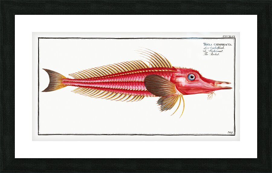 Rochet Trigla cataphracta Picture Frame print