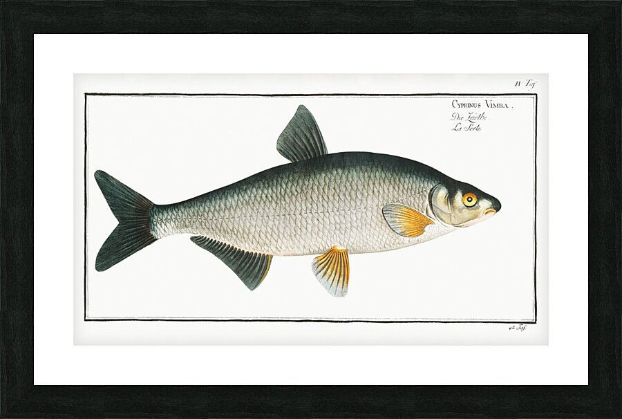 Vimba Cyprinus Vimba Picture Frame print