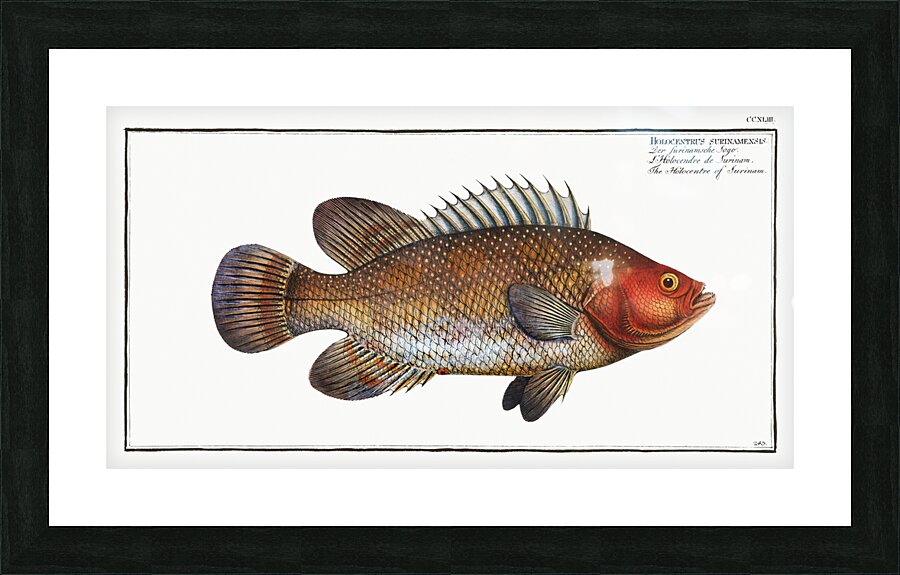 Holocentre of Surinam Holocentrus surinamensis Picture Frame print