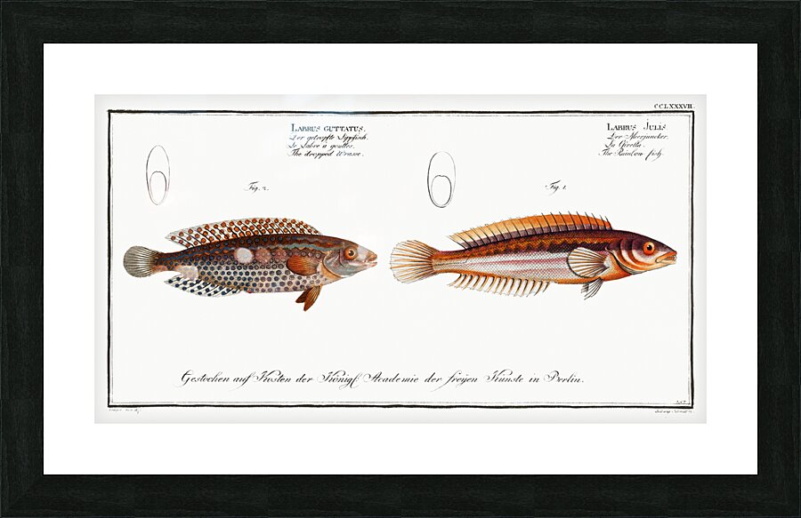 1. Rainbow-fish Labrus Julis 2. Dropped Wrasse Labrus Guttatus Picture Frame print