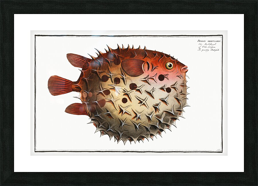 Prickly Bottlefish Diodon orbicularis Picture Frame print