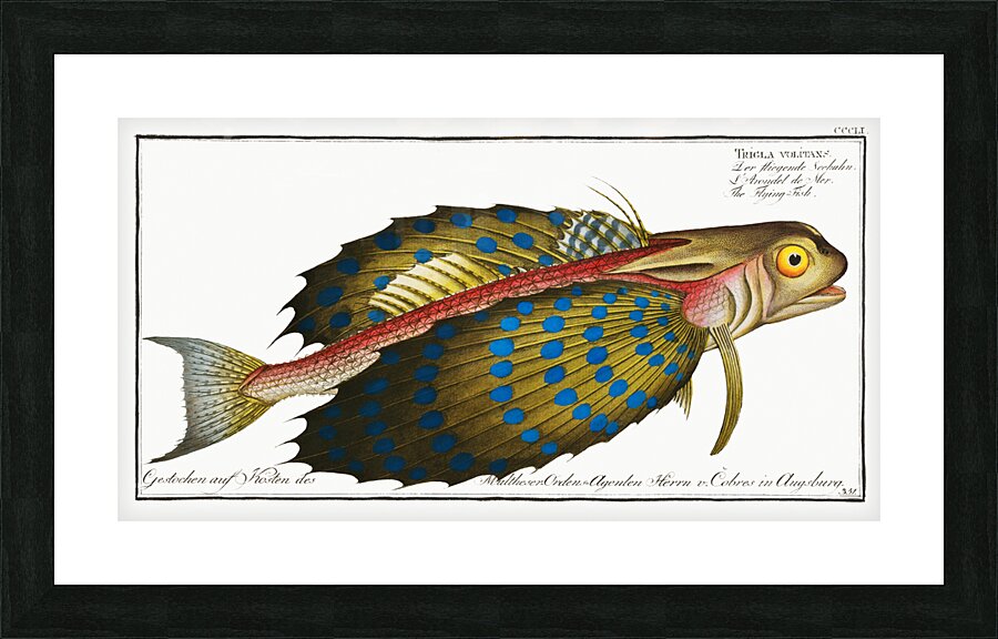 Flying-Fish Trigla volitans Picture Frame print