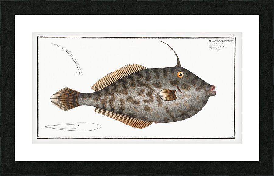 Mingo Balistes Monoceros Picture Frame print