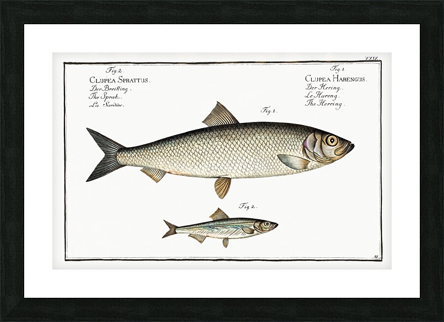 1. Herring Clupea Harengus 2. Sprat Clupea Sprattus Picture Frame print