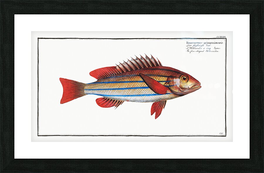 Five-striped Holocentre Holocentrus quinquelineatus Picture Frame print