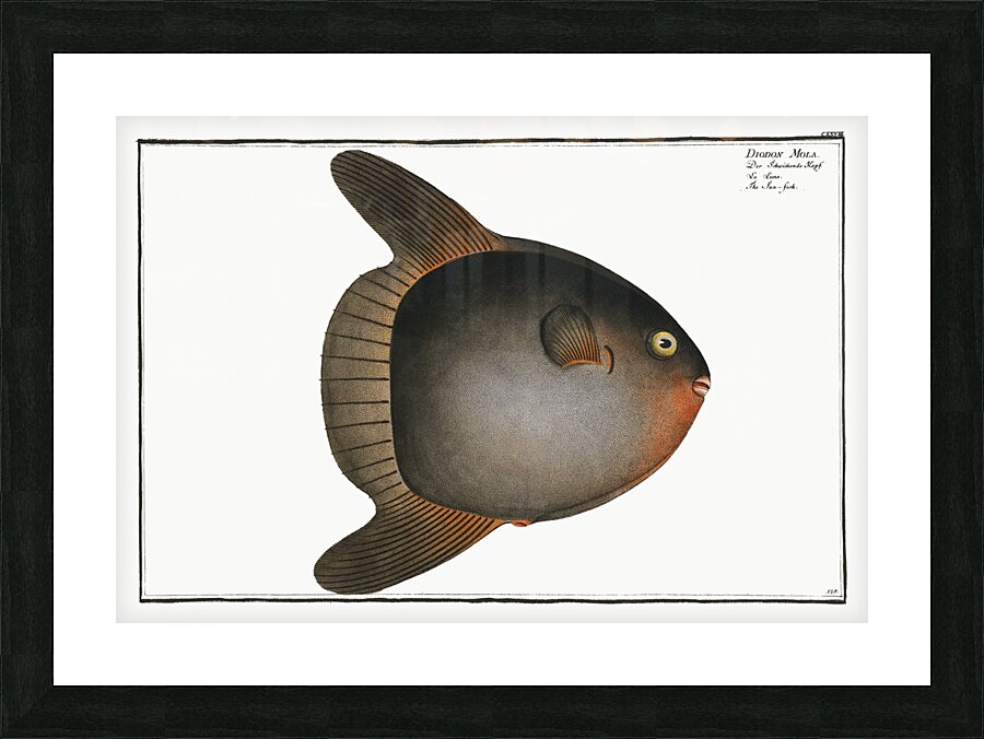 Sun-fish Diodon Mola Picture Frame print