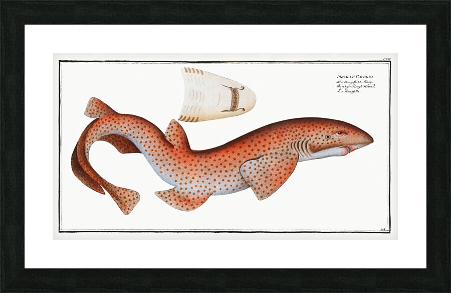 Lesser Rough Flound Squalus Catulus Picture Frame print