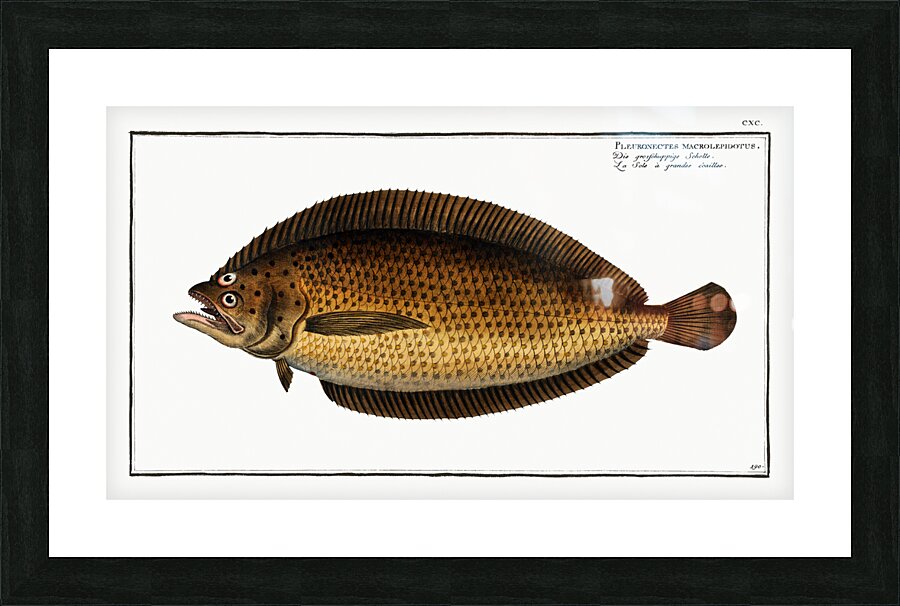 Pleuronectes macrolepidotus Picture Frame print