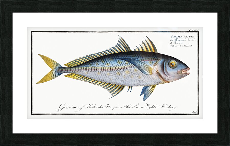 Plumiers Mackrel Scomber Plumieri Picture Frame print