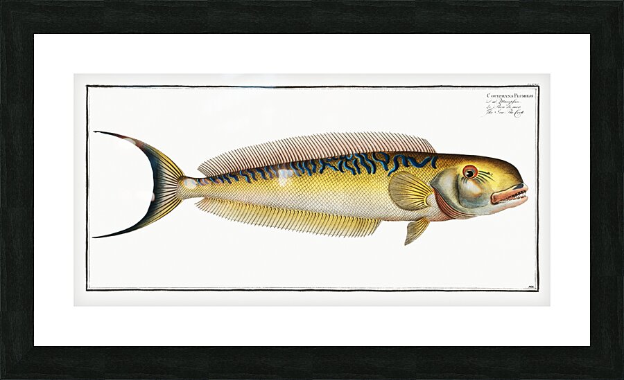 Sea Pea-Cock Coryphaena Plumieri Picture Frame print