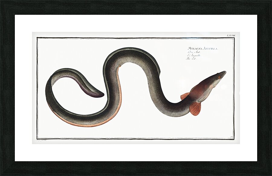 Eel Muraena Anguilla Picture Frame print