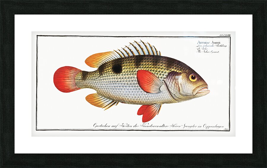 Johns Grunt Anthias Johnii Picture Frame print