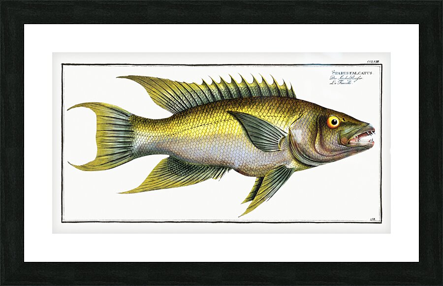 Sparus falcatus Picture Frame print