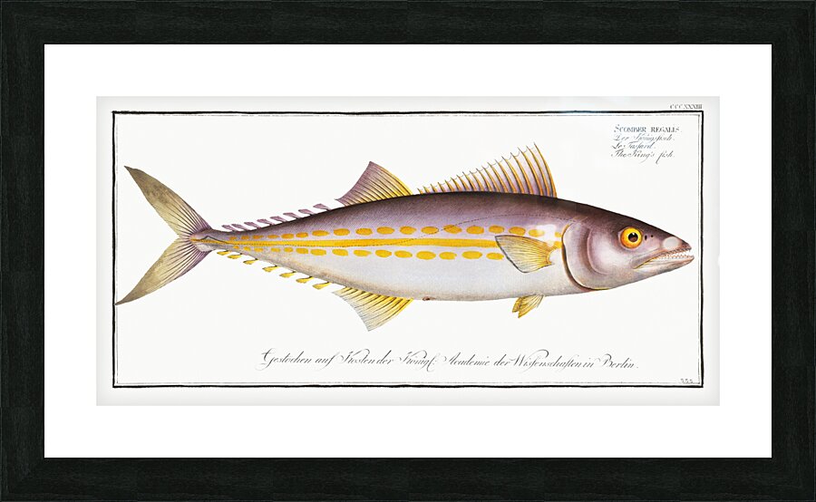 Kings fish Scomber regalis Picture Frame print