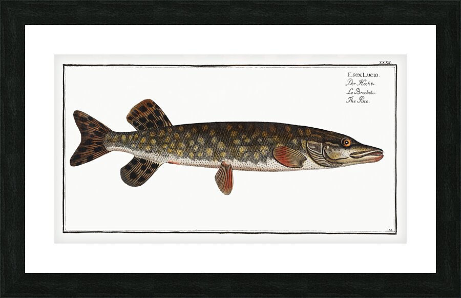 Pike Esox Lucio Picture Frame print