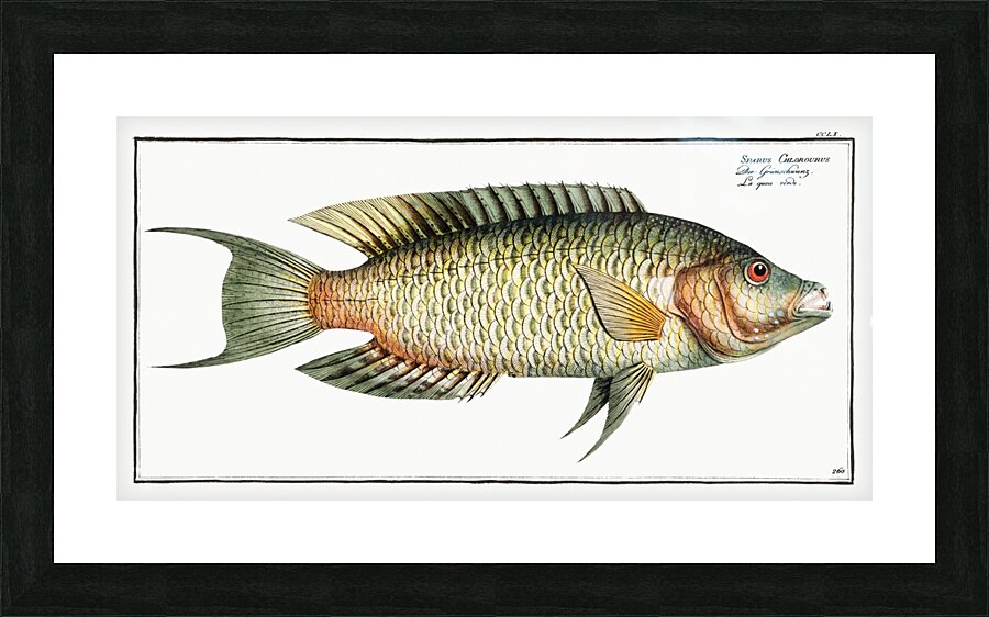 Sparus Chlorourus Picture Frame print