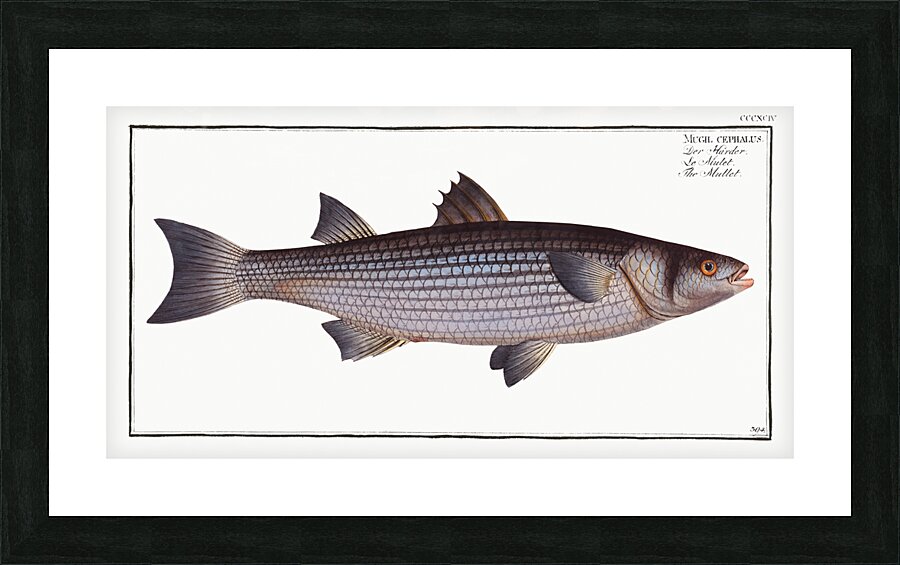 Mullet Mugil cephalus Picture Frame print