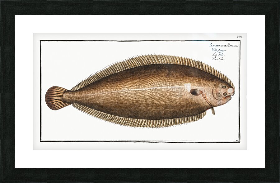 Sole Pleuronectes Solea Picture Frame print