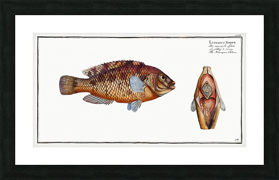 Norvegian Lutian Lutianus Norve Picture Frame print