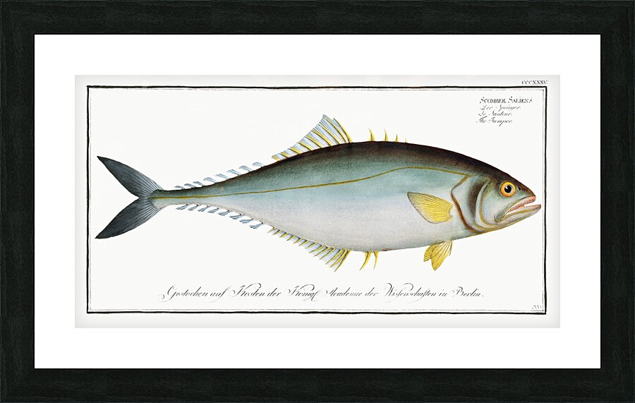 Jumper Scomber Saliens Picture Frame print