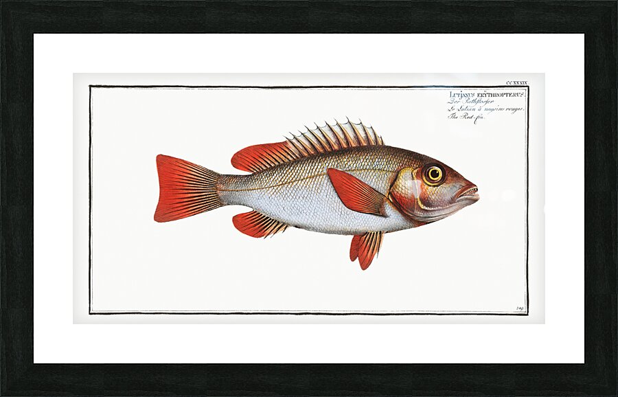 Red-fin Lutjanus erythropterus Picture Frame print