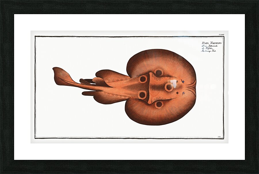 Cramp-Fish Raja Torpedo Picture Frame print