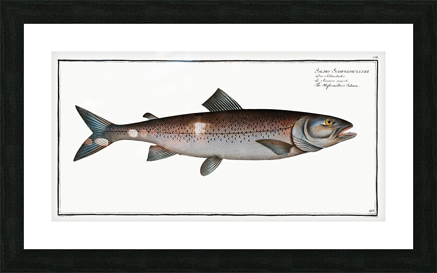 Schifermillers Salmon Salmo Schifermulleri Picture Frame print