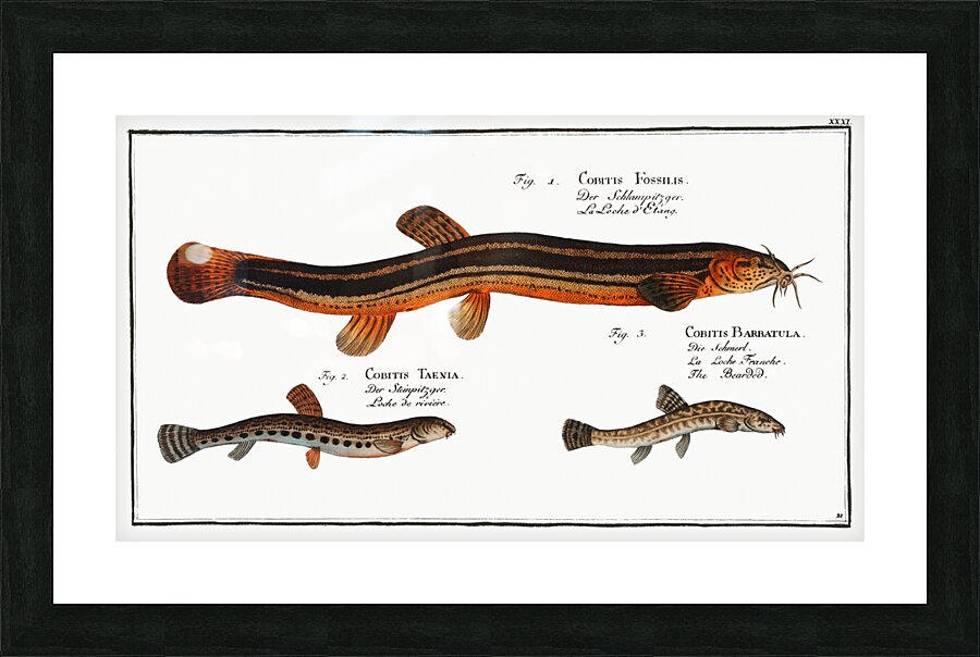 1. Muddy-Loach Cobitis Fossilis 2. Ribban-Loach Cobitis Taenia 3. Bearded-Loach Cobitis Bartula Picture Frame print
