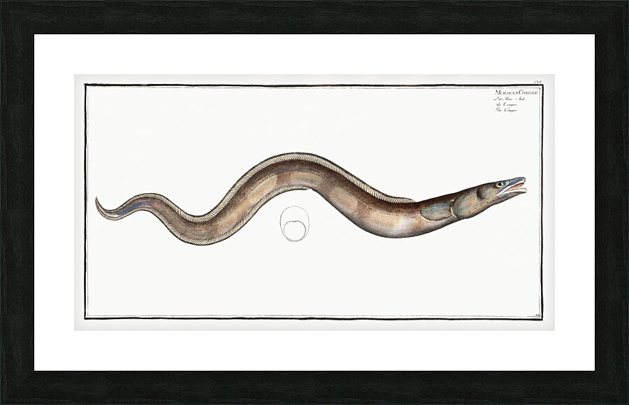 Conger Muraena Conger Picture Frame print