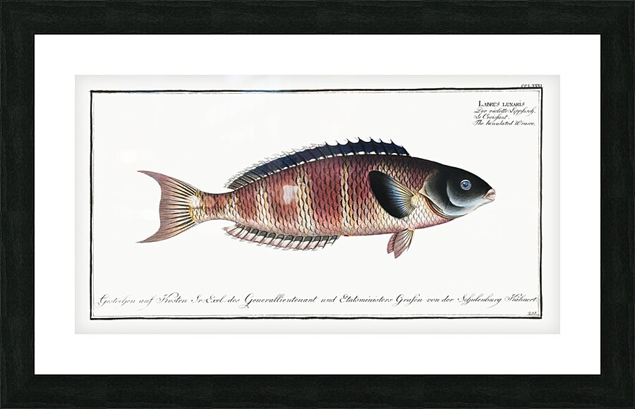 Lunulated Wrasse Labrus lunaris Picture Frame print