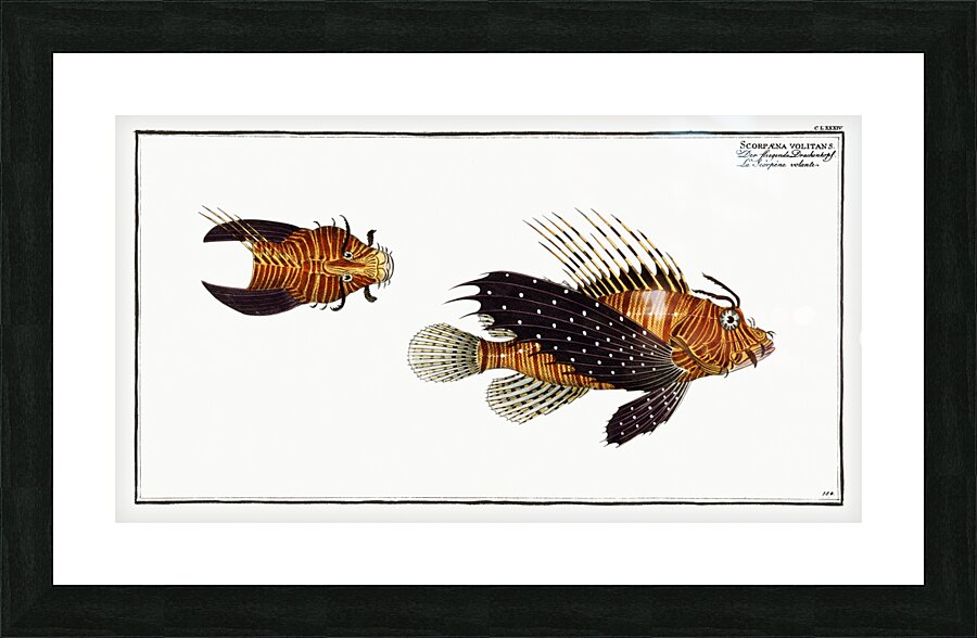 Scorpaena volitans Picture Frame print