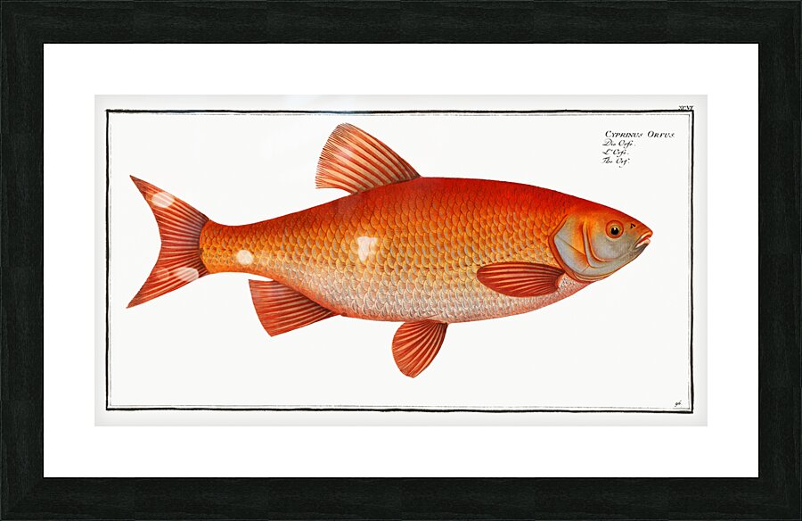 Orf Cyprnus Orfus Impression et Cadre photo