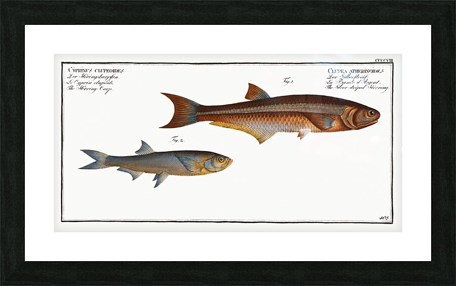 1. Silver-striped Herring Clupea atherinoides 2. Herring-Carp Cyprinus clupeoides Picture Frame print