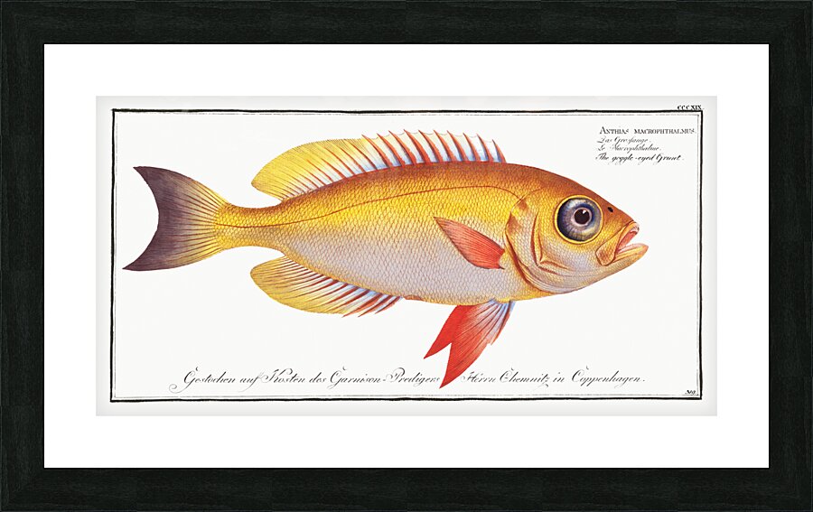Goggle-eyed Grunt Anthias macrophthalmus Picture Frame print