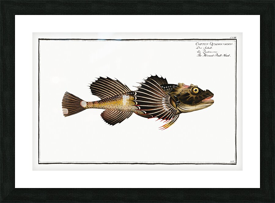 Horned Bull-Head Cottus Quadricornis Picture Frame print