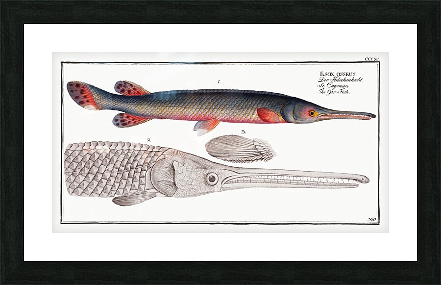 Gar-Fish Esox osseus Picture Frame print