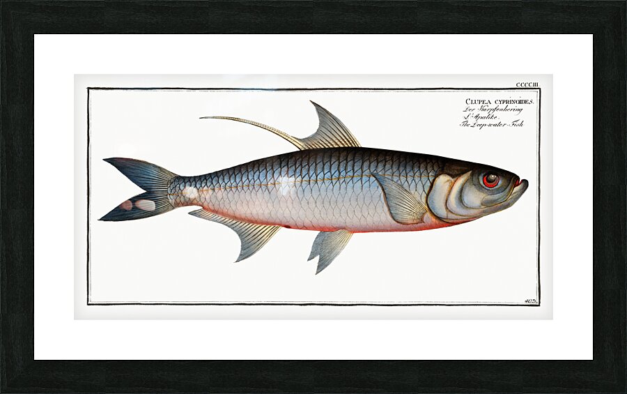 Deep-water Fish Clupea cyprinoides Picture Frame print
