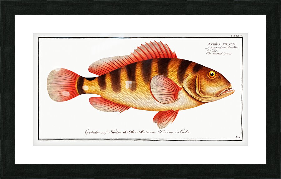 Streaked Grunt Anthias striatus Picture Frame print