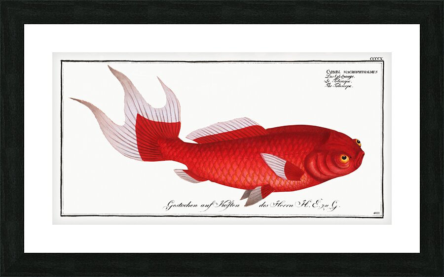 Telescope Cyprinus macrophthalmus Picture Frame print