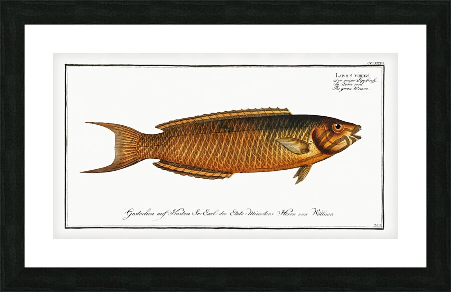 Green Wrasse Labrus viridis Picture Frame print