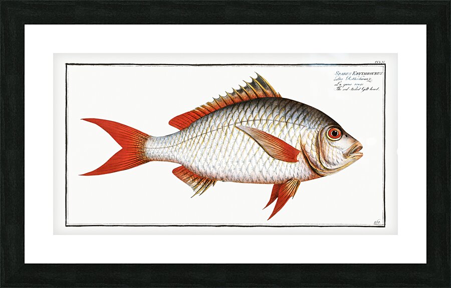 Red-tailed Gilt-head Sparus Erythrourus Picture Frame print
