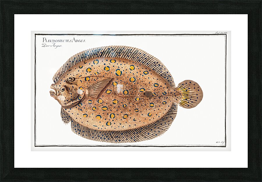 Argus-Flounder Pleuronectes Argus Picture Frame print