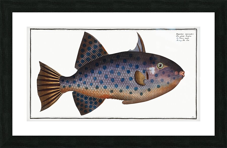 Long File-Fish Balistes maculatus Picture Frame print