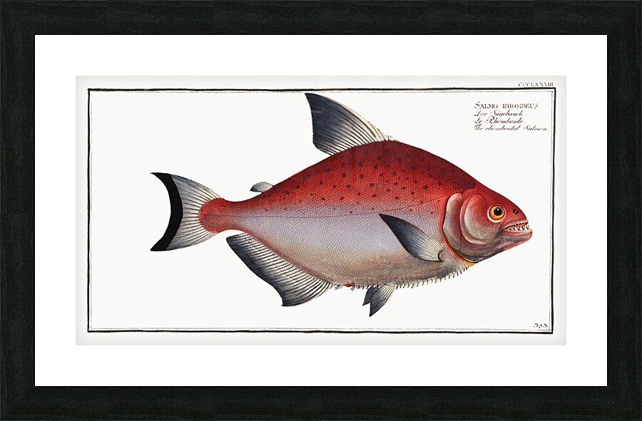 Rhomboidal Salmon Salmo rhombeus Picture Frame print