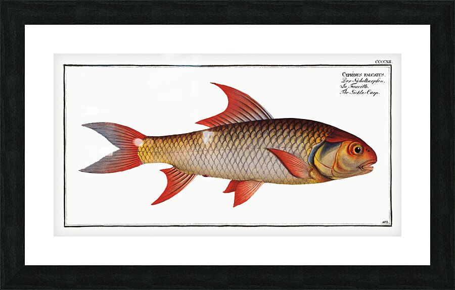 Sickle-Carp Cyprinus falcatus Picture Frame print