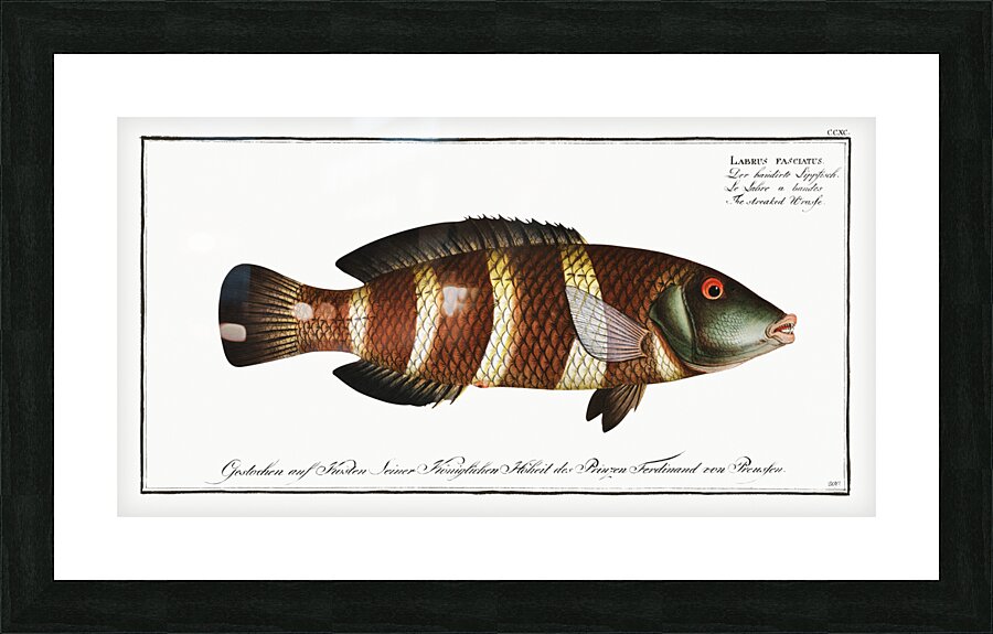 Streaked Wrasse Labrus fasciatus Picture Frame print