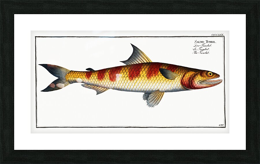 Tumbil Salmo Tumbil Picture Frame print